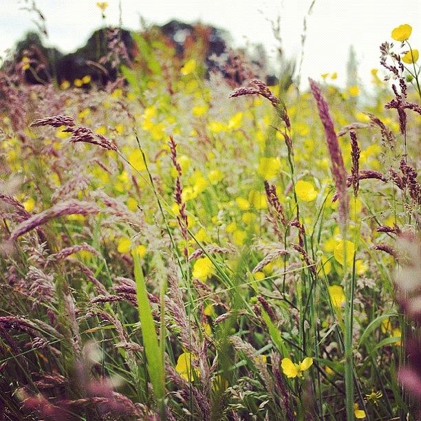 Wild Field #fieldsofgold Photograph by Steve Cox
