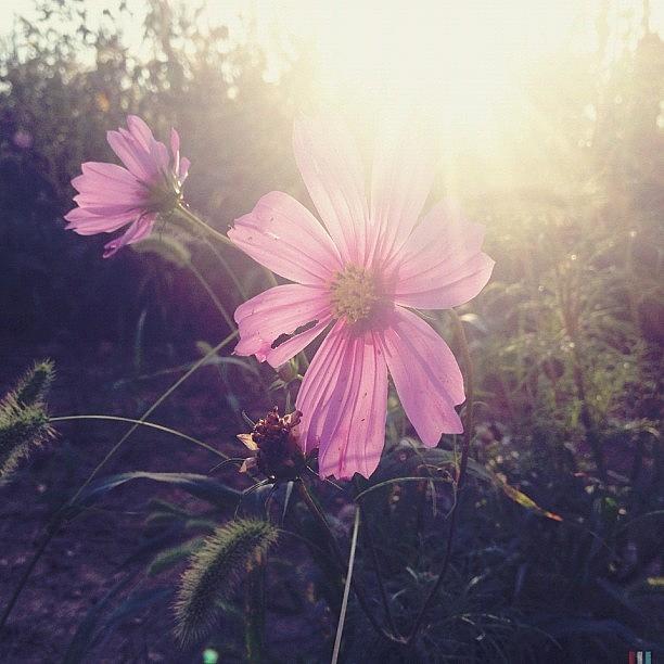 Flower Photograph - *wild Fleur 🌸 by Vanessa Ray