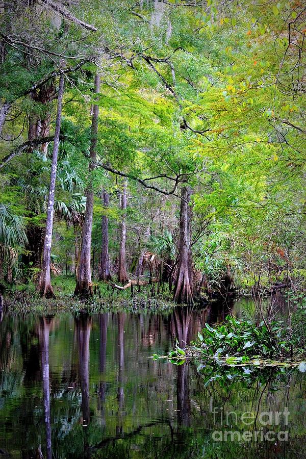 Wild Florida - Hillsborough River Photograph by Carol Groenen