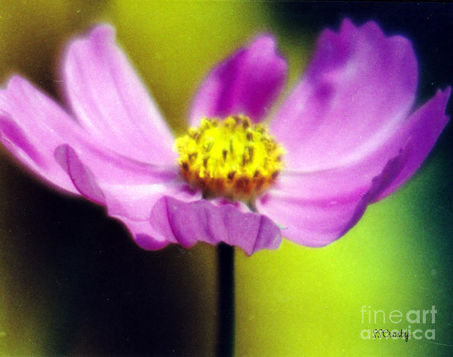 Wild Flower 10 Photograph by Susan Stevens Crosby