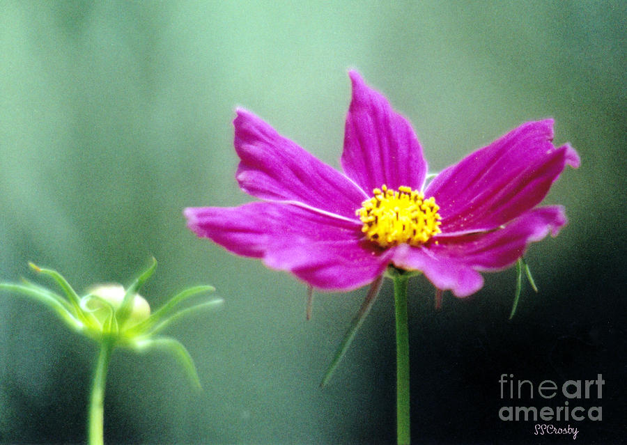 Wild Flower 5 Photograph by Susan Stevens Crosby