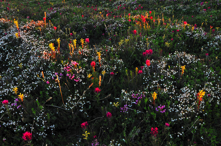 Wildflowers Photograph - Wild flower field in early Summer by Misao  Okada