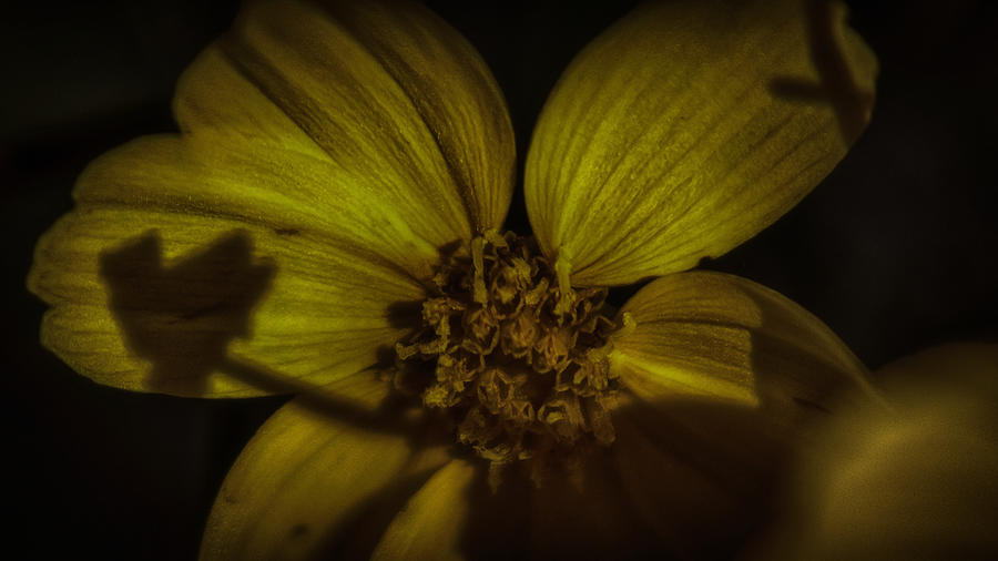 Flowers Still Life Photograph - Wild Flower In Contrast by Devin Rader