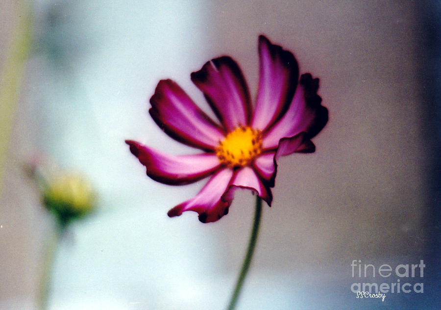 Wild  Flower Photograph by Susan Stevens Crosby