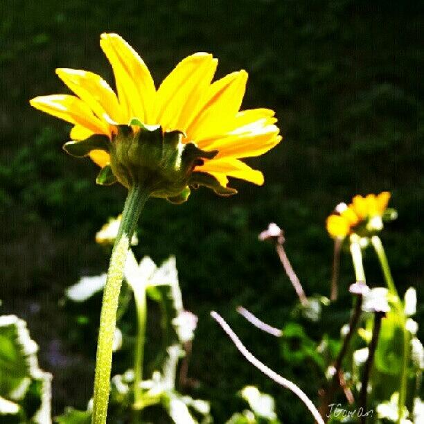Summer Photograph - Wild Flower. #wild #wildflower #yellow by Jess Gowan