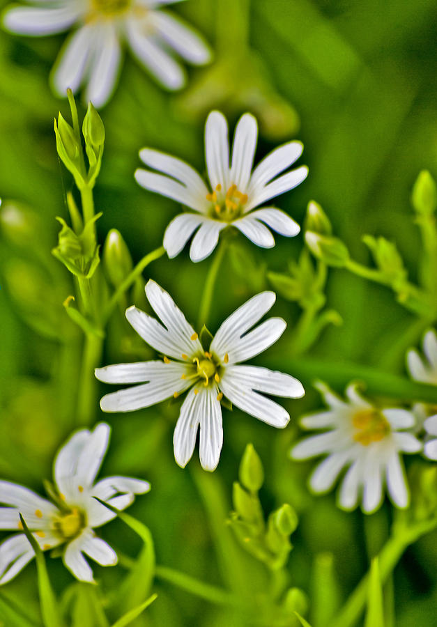 Wild Flowers - Stitchwort Photograph by Trevor Kersley - Fine Art America