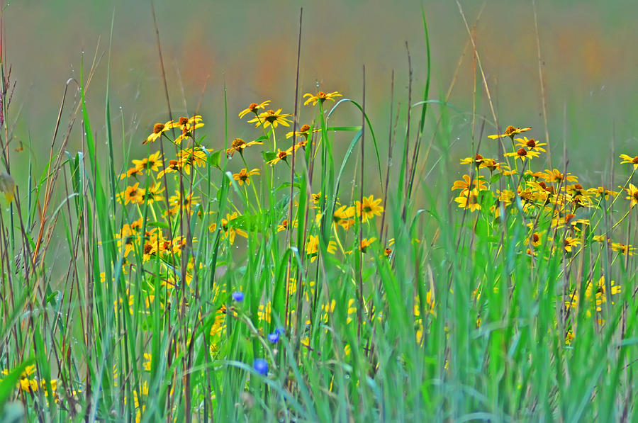 Wild Flowers Photograph by Bill Cannon