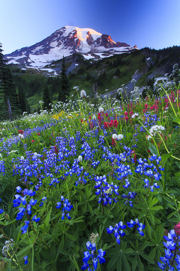 Wild Flowers In The Rainier National Park Photograph by Gavriel Jecan