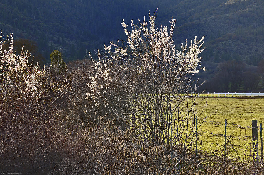 Wild Fruit Tree in the Country Photograph by Mick Anderson