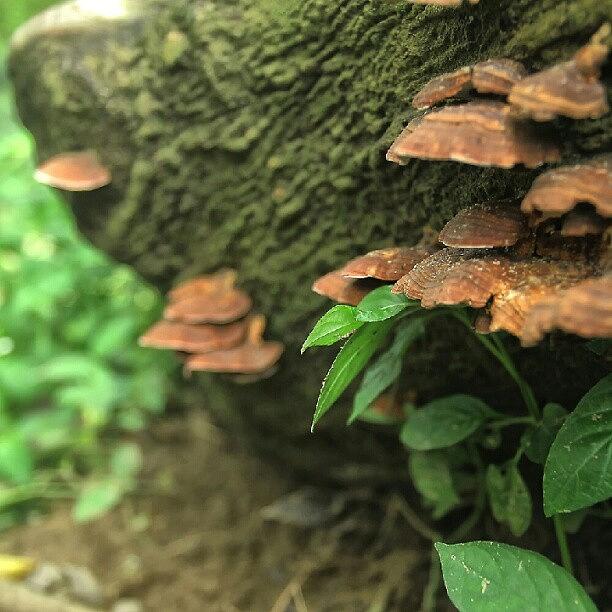 Jungle Photograph - Wild Fungus In #malaysia #jungle by Manan Din