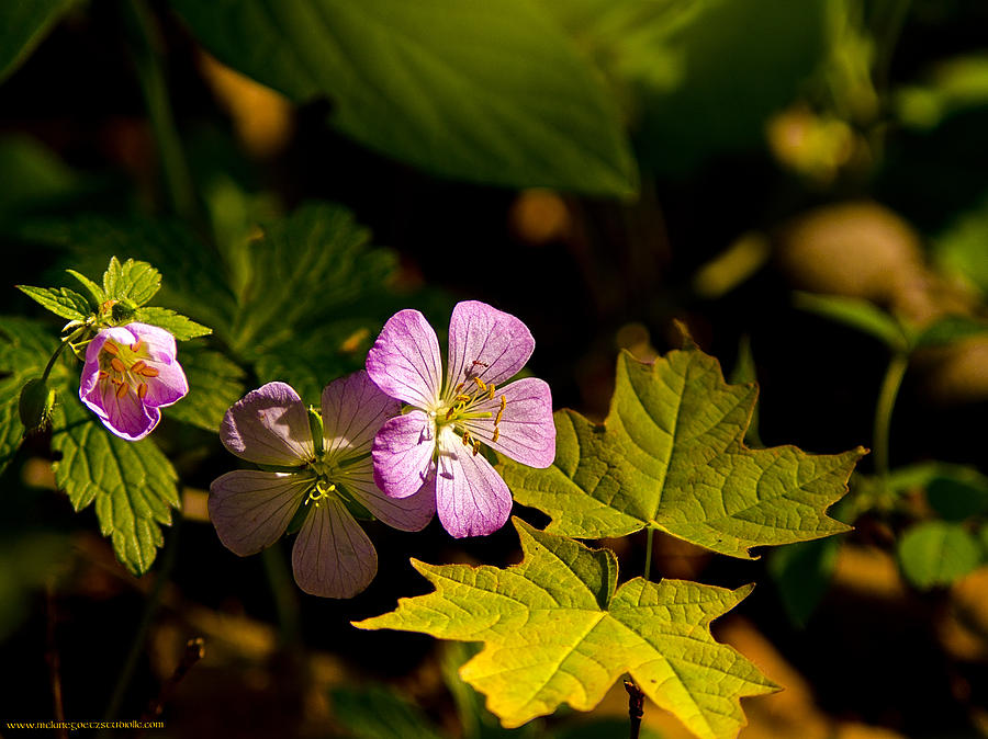 Spring Photograph - Wild Geranium and Maple by LeeAnn McLaneGoetz McLaneGoetzStudioLLCcom