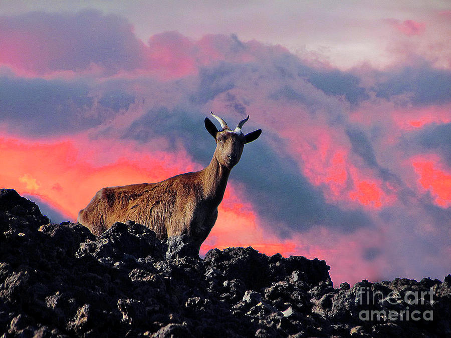 Wild Goat at Sunset Photograph by Bette Phelan