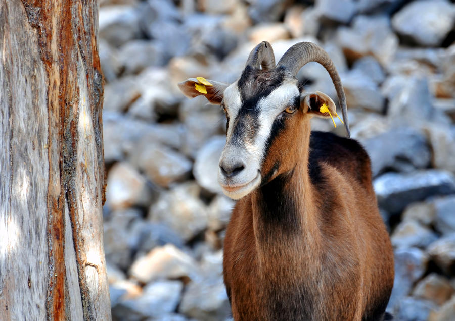 wild republic goat