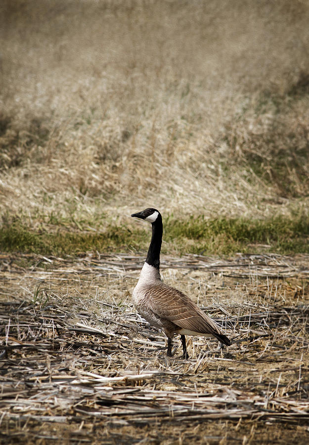Goose Photograph - Wild Goose by Patrick Ziegler