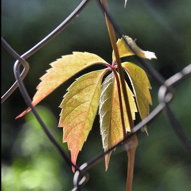 Wild Grapes On The Fence Of Mine Garden Photograph by Michael Goyberg