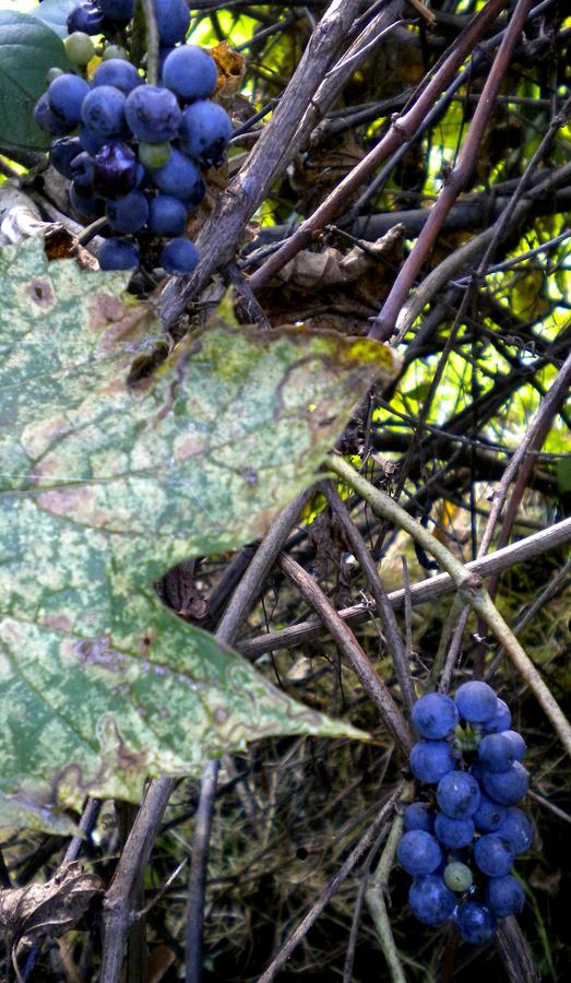 Wild Grapes Photograph by Renate Wesley