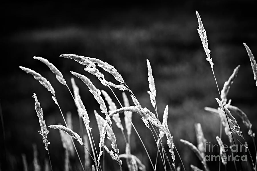 Wild Grass Photograph