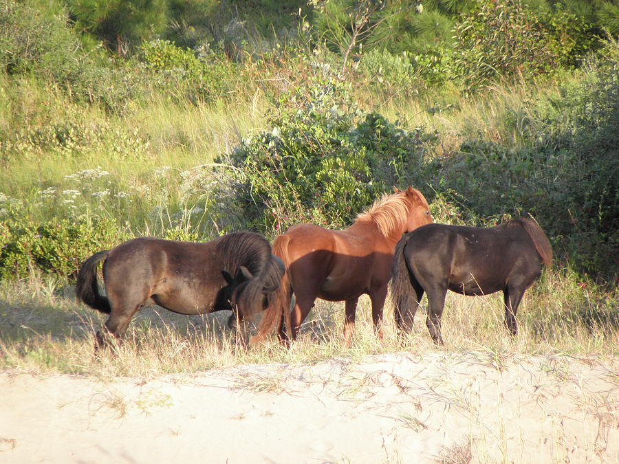 Wild Herd Photograph by Kim Galluzzo