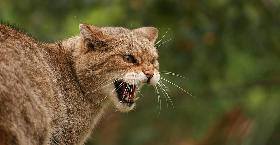 Wild Highland Cat Photograph by Jacqui Collett - Fine Art America