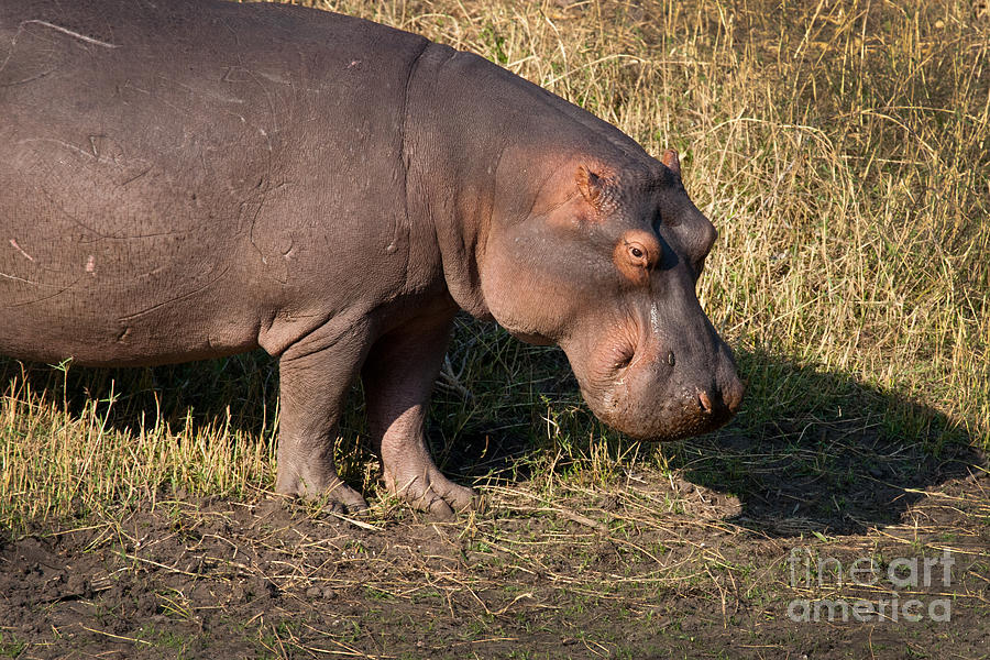 Wild Hippopotamus Photograph by Karen Lee Ensley