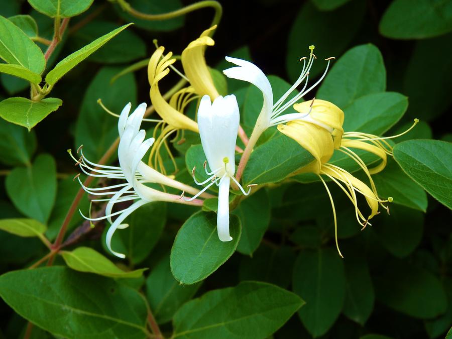 Wild Honeysuckle Vine Photograph by Jeanette Oberholtzer