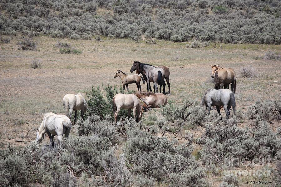 Wild Horse Band - Monero Mustangs Sanctuary Photograph by Veronica Batterson
