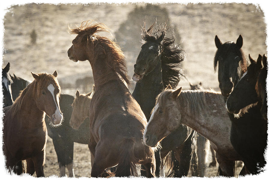 Horse Photograph - Wild Horse Battle by Wes and Dotty Weber