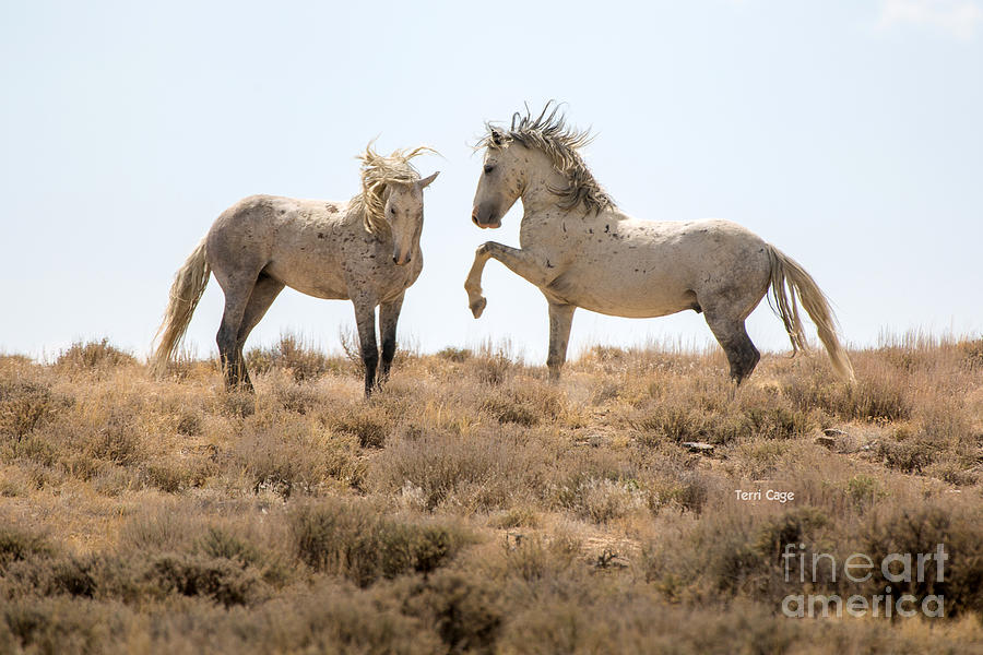 Wild Horse Disagreement  Photograph by Terri Cage