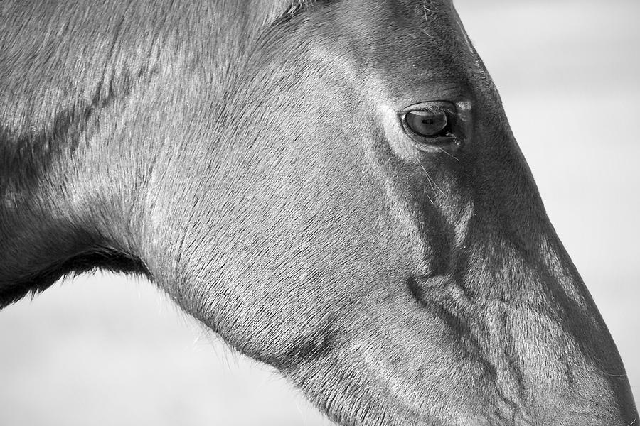 Wild Horse Intimate Photograph by Bob Decker