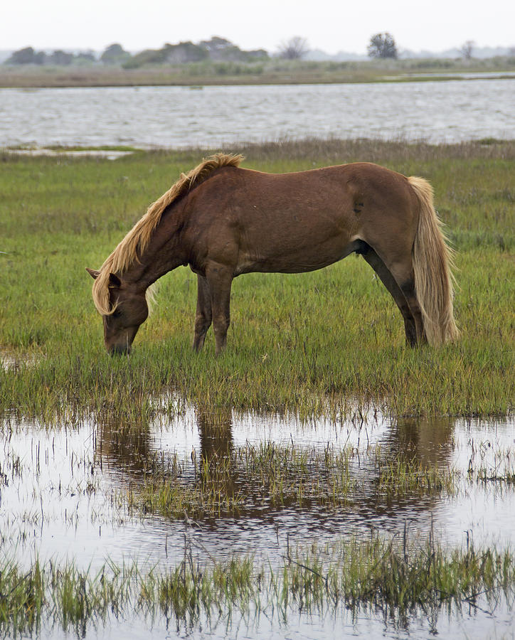 Wild Horse On Assateague Island - Maryland by Brendan Reals