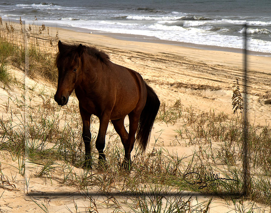 Wild Horse on Beach Photograph by Trudy Wilkerson