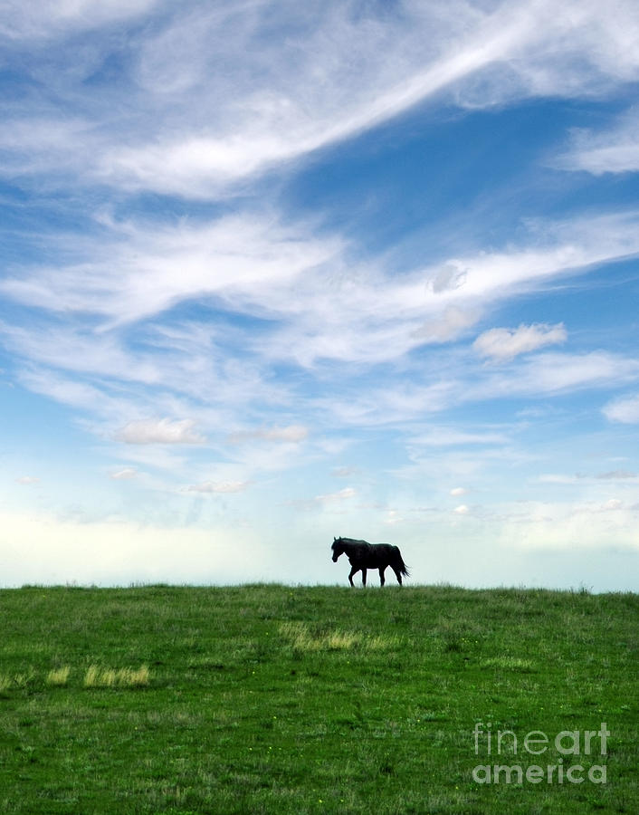 Wild Horse on Grassy Hill Photograph by Jill Battaglia