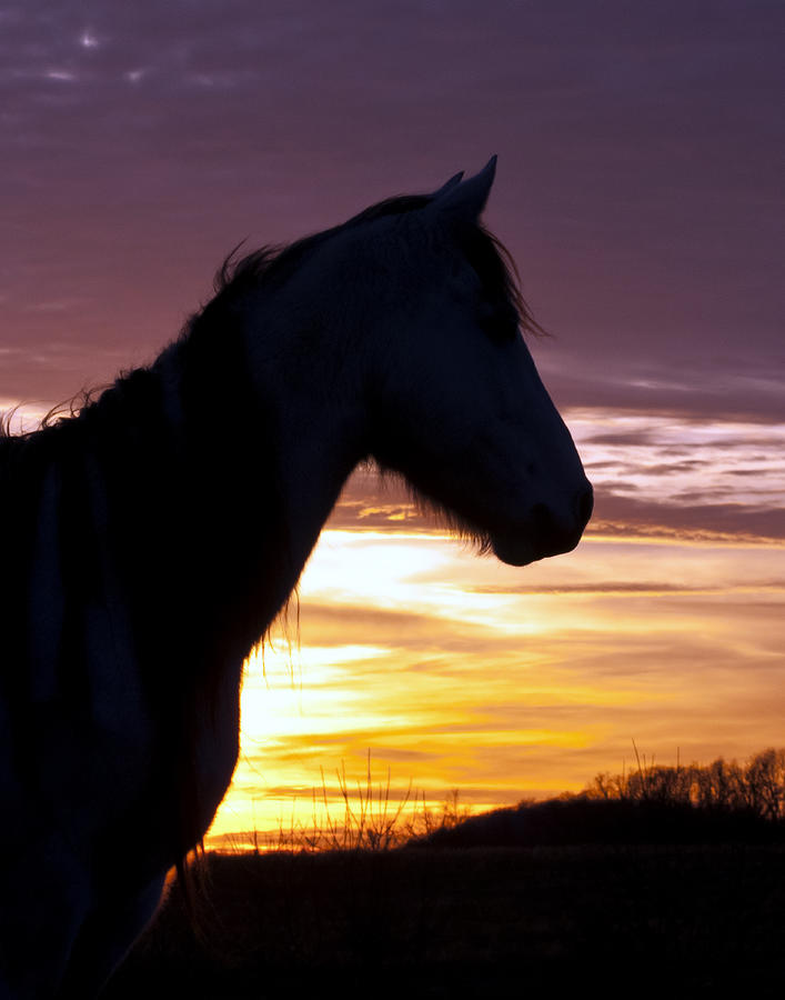 Wild Horse Sunset Photograph by Ron  McGinnis