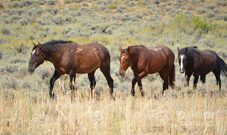 Wild Horse Trio - White Mountain Herd Photograph by Donna Greene