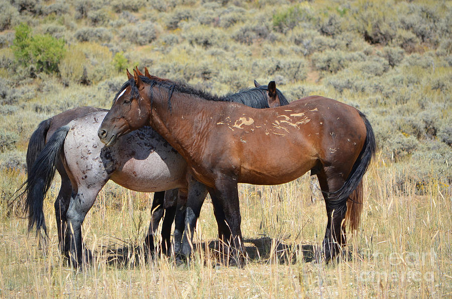 Wild Horses - Great Divide Basin Wyoming Photograph by Donna Greene