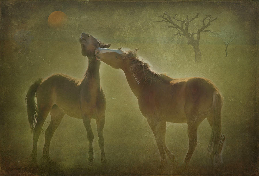 Wild horses at play Photograph by Carolyn DAlessandro