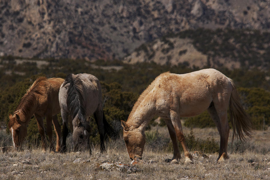 Wild Horses Bighorn Canyon National Recreation Area Photograph by Benjamin Dahl