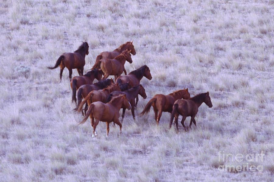 Wild Horses  Photograph by Jeff Swan