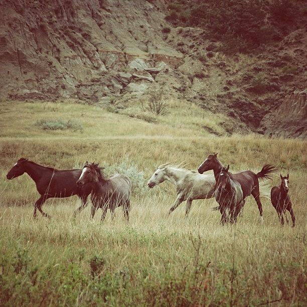 Horse Photograph - Wild Horses by Kate W