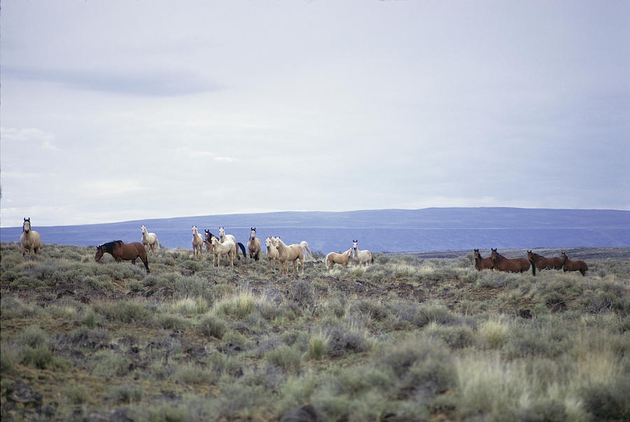 Wild Horses On The Plains Photograph by Dr. Maurice G. Hornocker