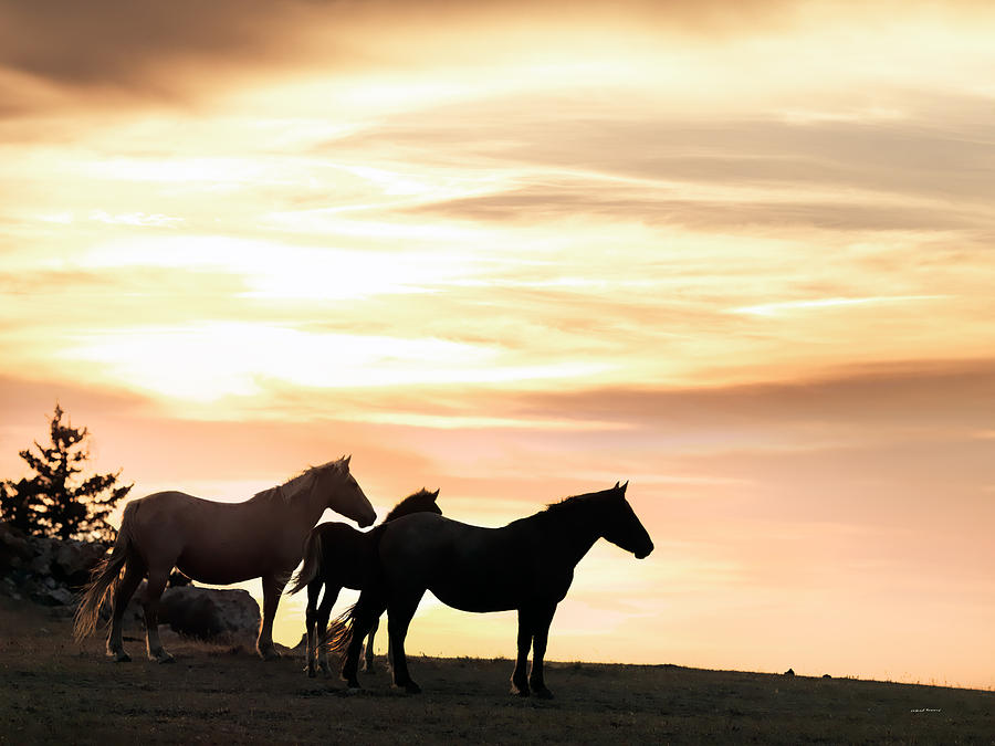 Wild Horses Sunset 3 Photograph by Leland D Howard