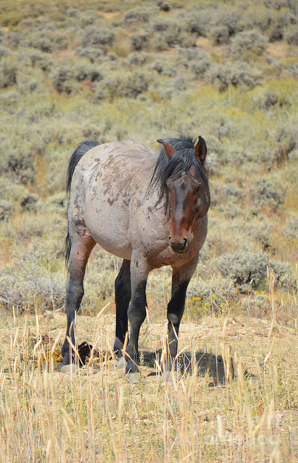 Wild Horses Wyoming - The Mare II  Photograph by Donna Greene