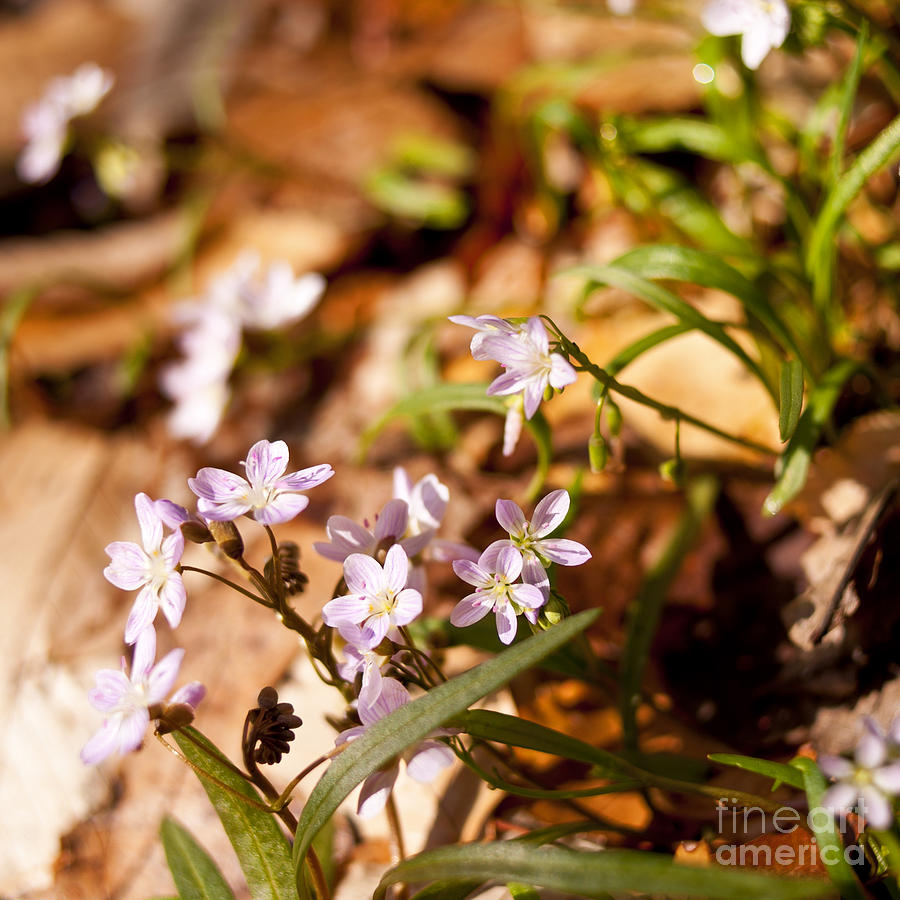 Wild Hyacinth Photograph by Lee Craig