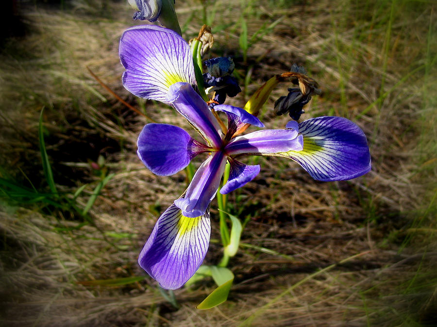 Wild Iris Mixed Media by Bruce Ritchie