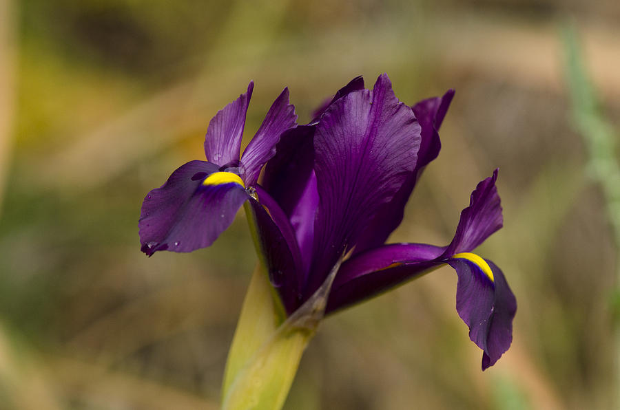 Wild iris Photograph by Perry Van Munster