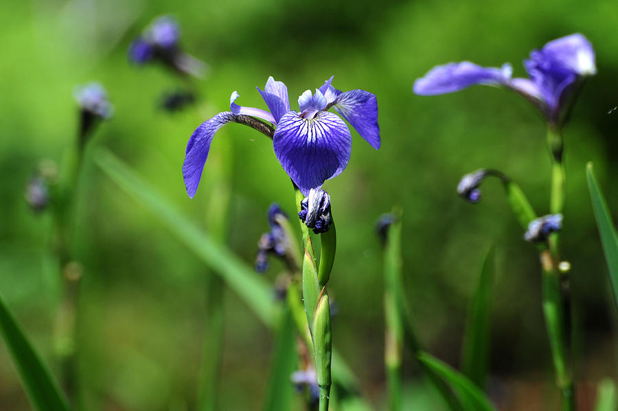 Wild Iris Photograph by Peter DeFina
