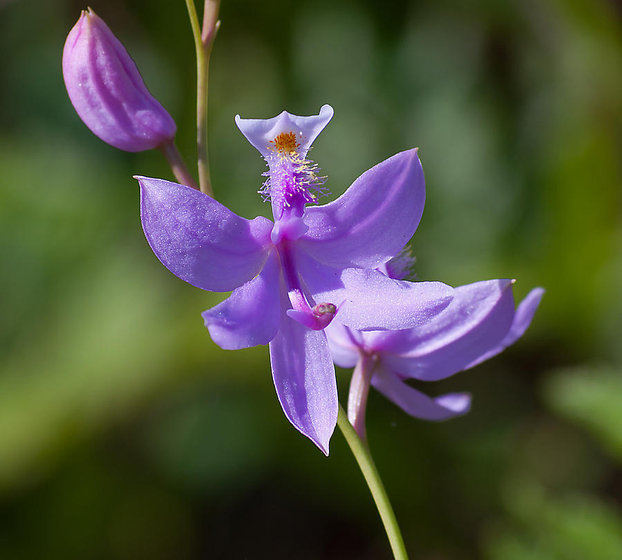 Wild Lavender Orchid Photograph by Kenneth Albin