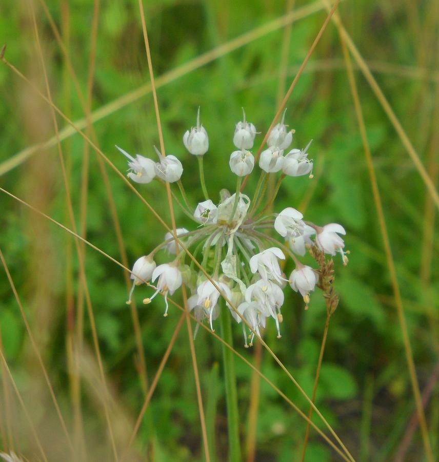 Wild Leek Photograph by Mark Lehar - Fine Art America