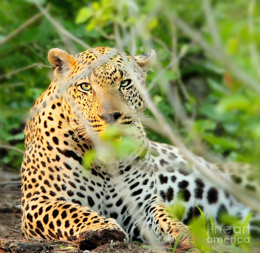 Wild leopard portrait Photograph by Anna Om