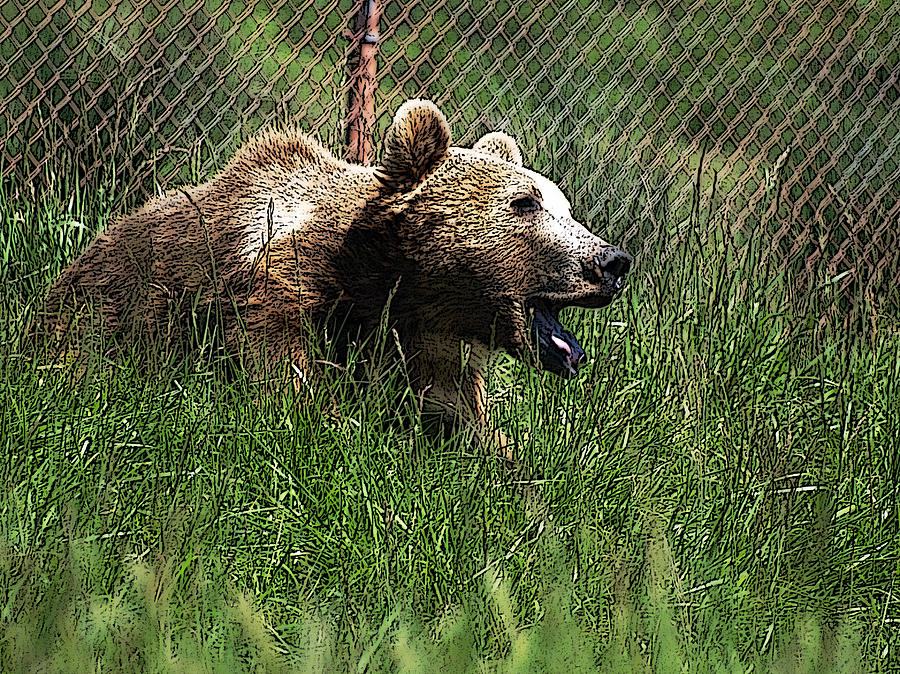 Wild Life Safari Bear Digital Art by Teri Schuster